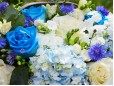 Trandafiri albastrii si hortensie